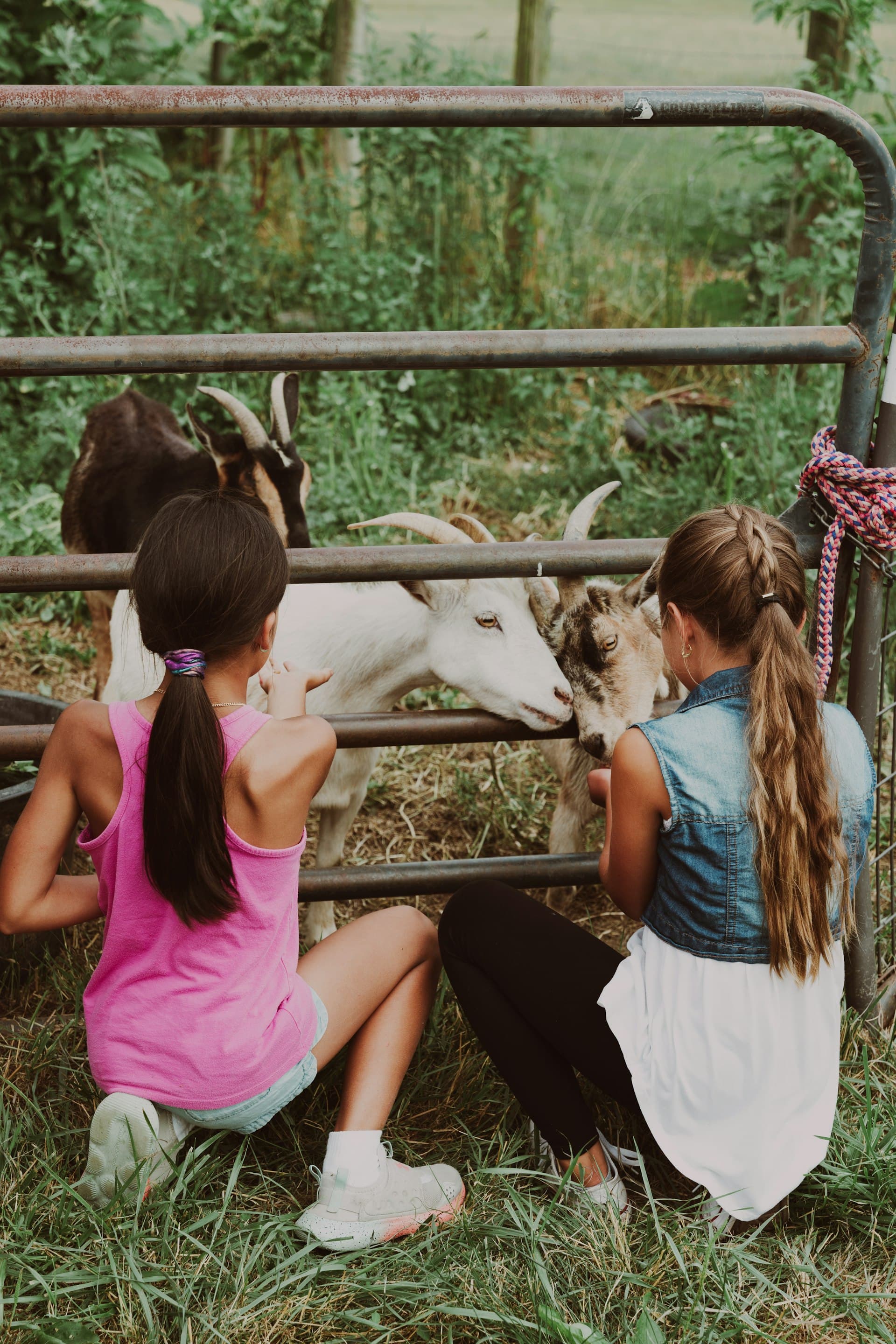 Two children crouch beside a wooden fence feeding white and brown goats on a farm, with green vegetation in the background.
