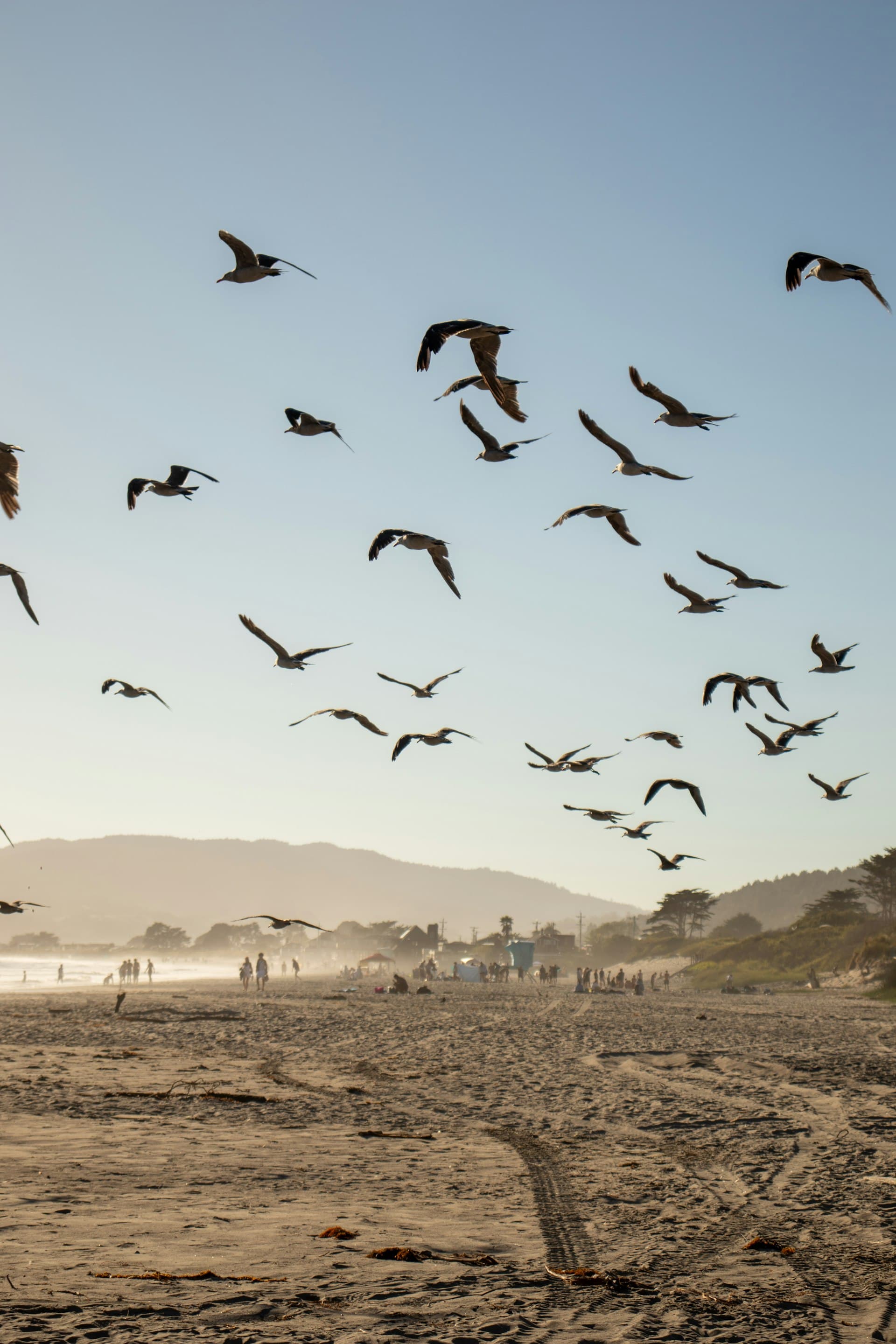 A flock of seabirds flies over a misty beach where families gather on the sand, with mountains in the background.