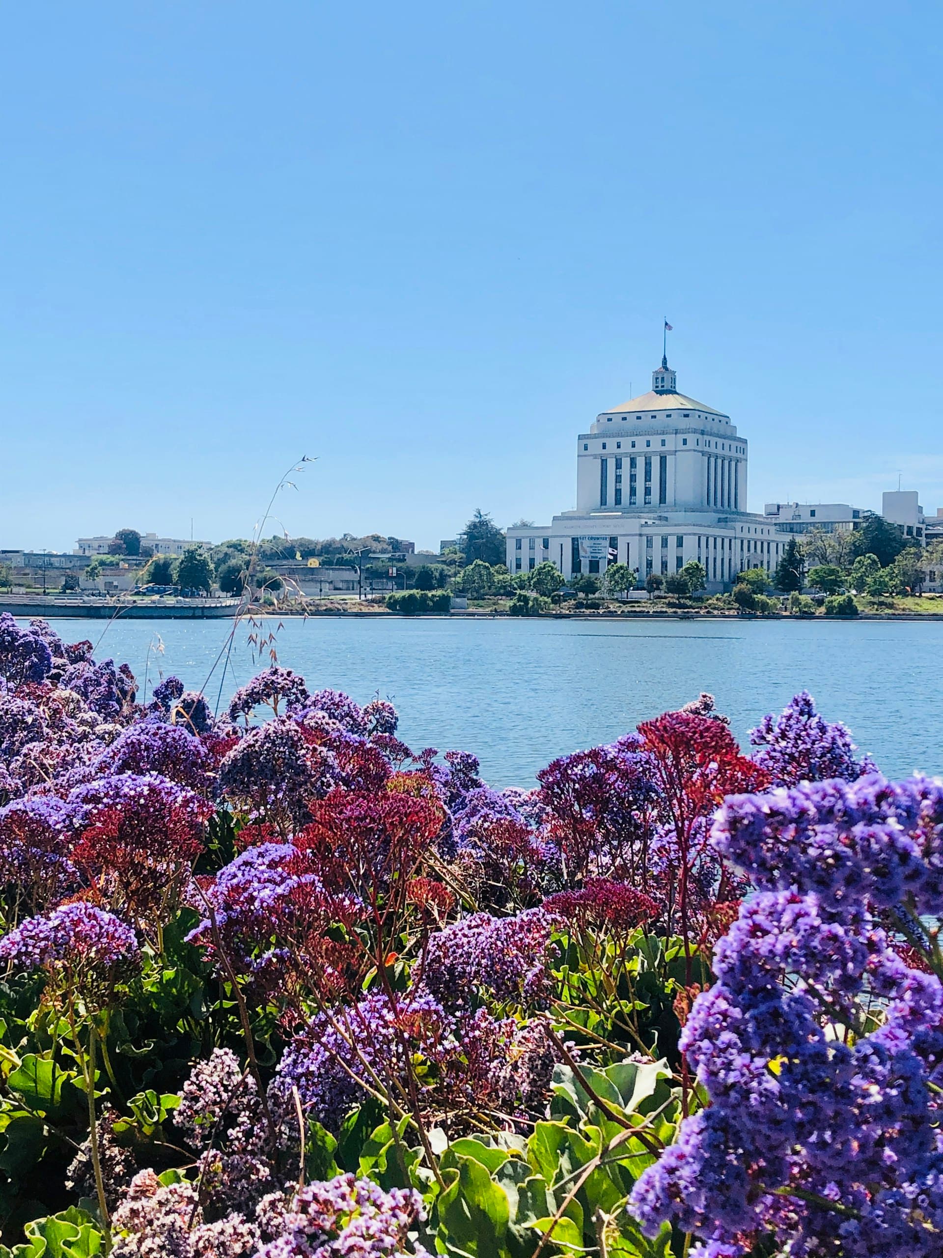 Purple flowering plants in the foreground with a white courthouse building across a blue waterway under clear skies.