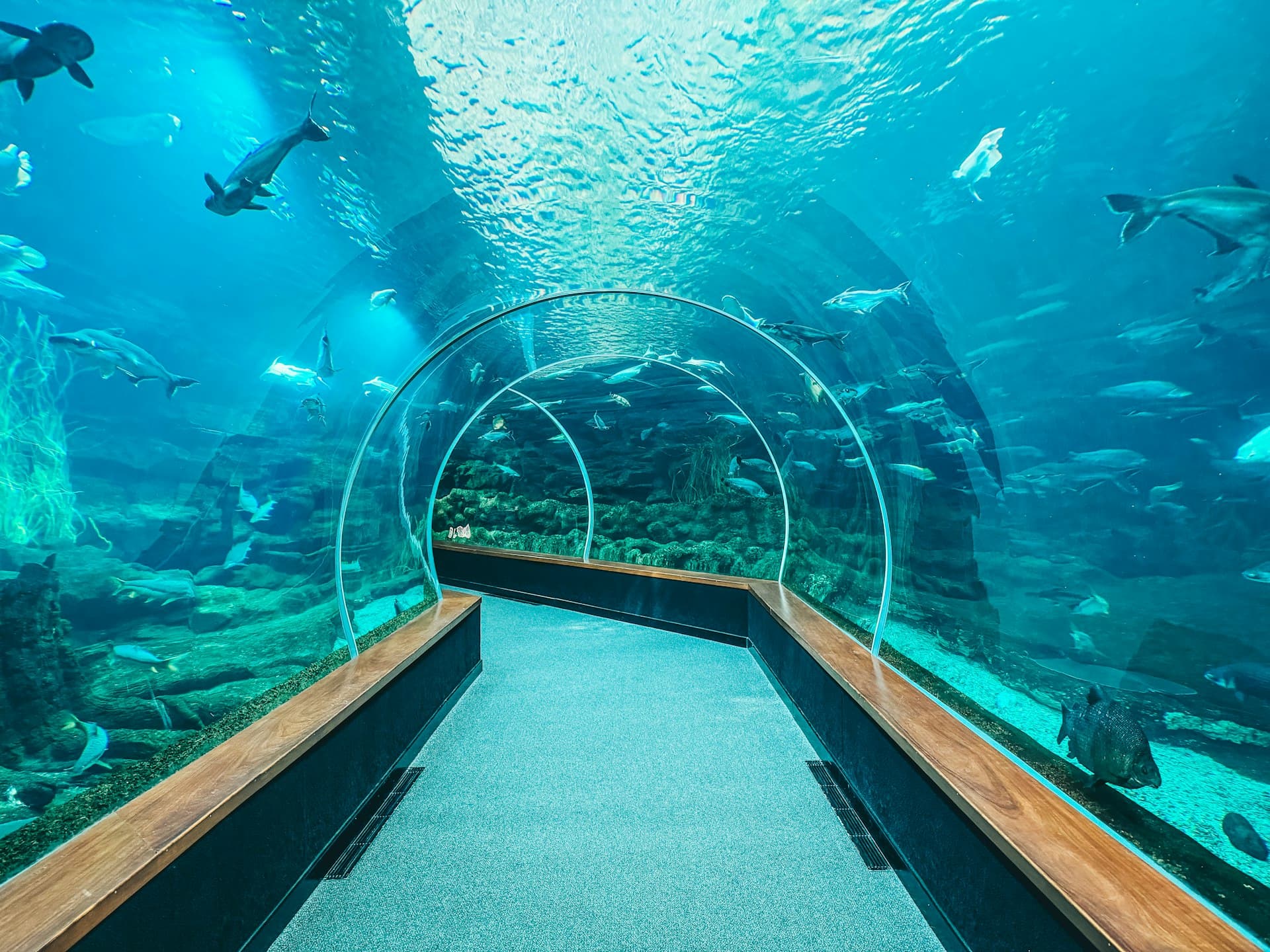 View from inside an aquarium tunnel with sharks, rays, and fish swimming around visitors surrounded by turquoise water and coral.