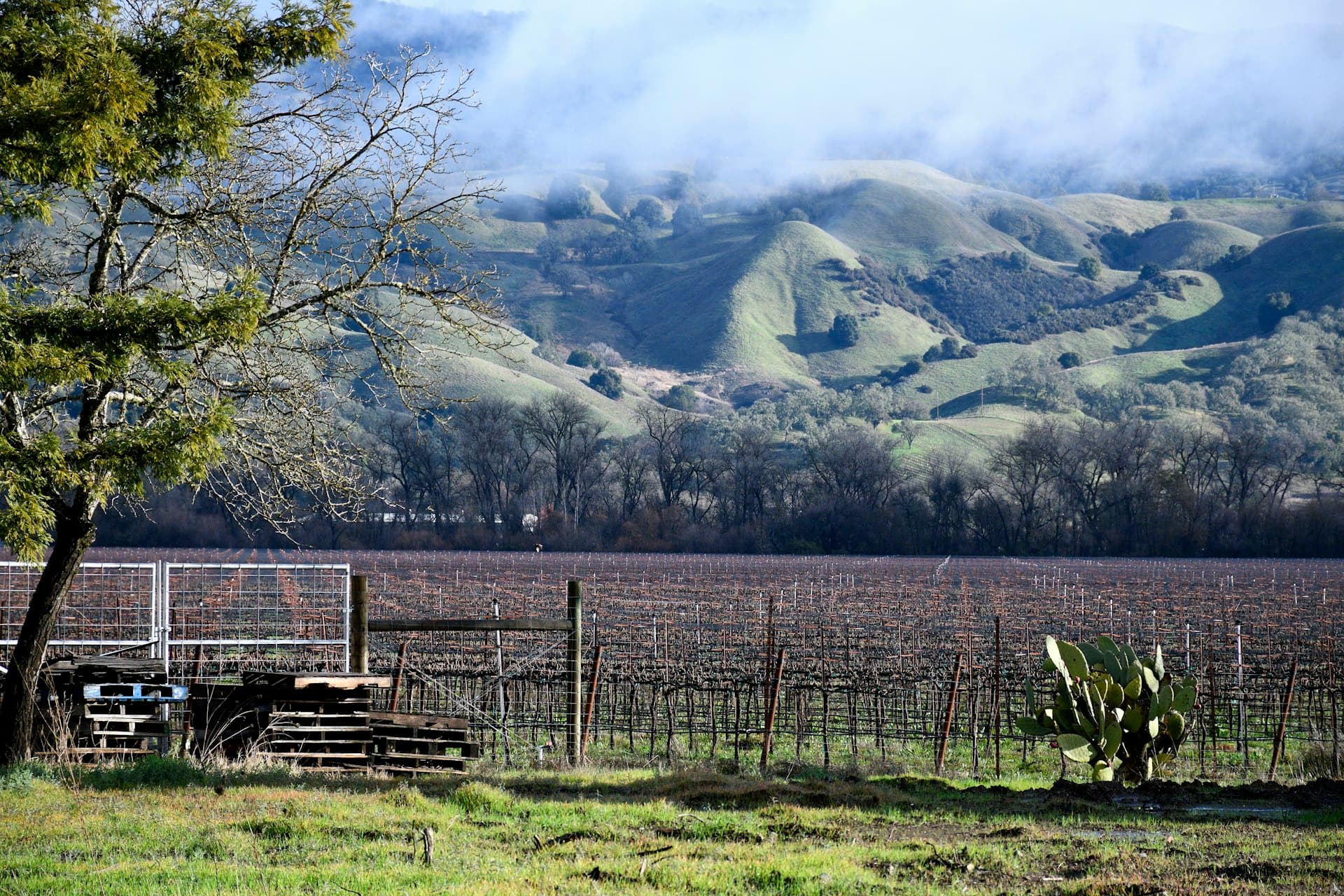 Wooden picnic tables beneath a tree overlooking a expansive vineyard with rolling green hills and mountains in the distance.