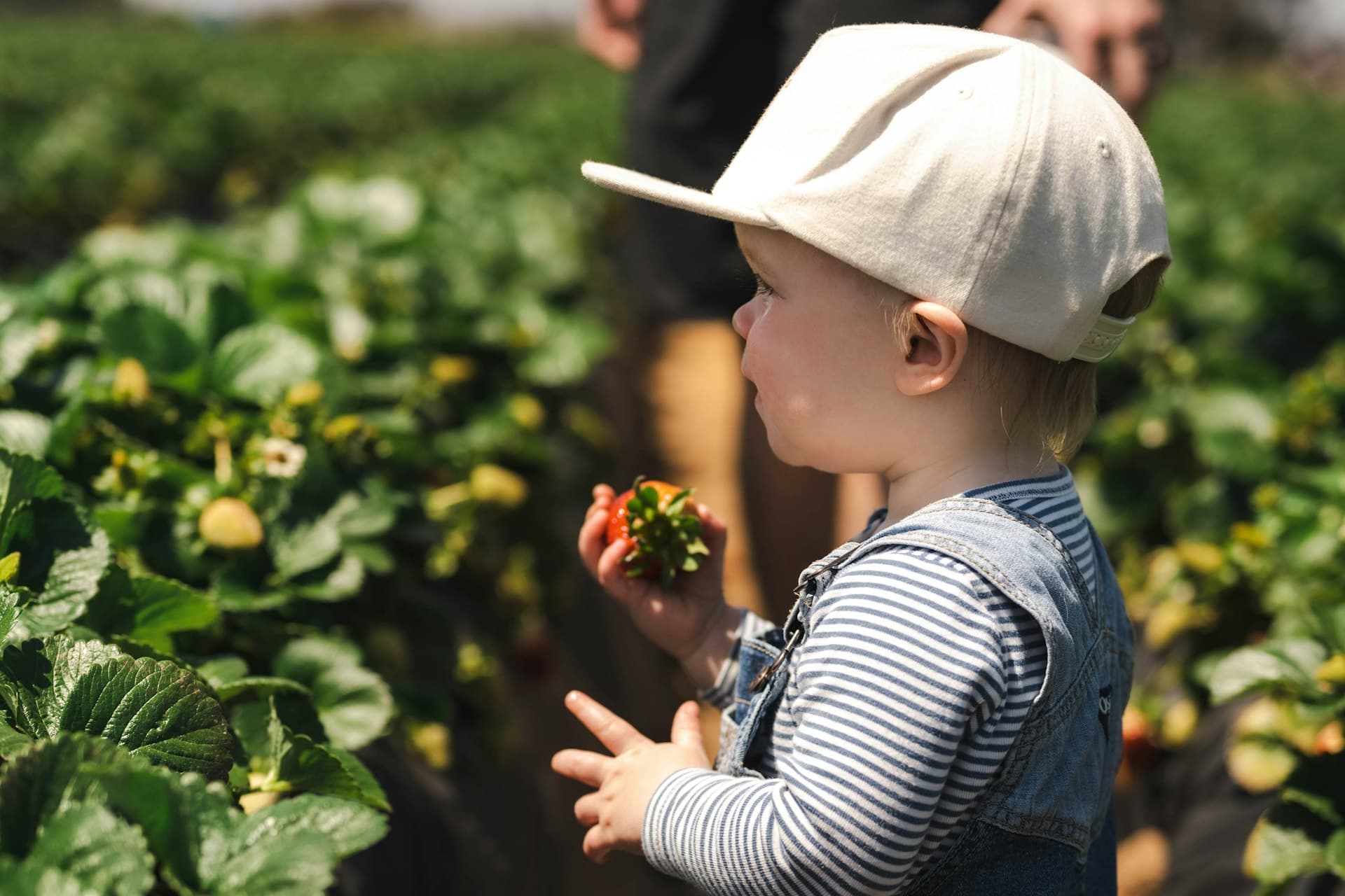 A toddler in a white baseball cap picks fresh strawberries from plants in a sunny garden while an adult watches nearby.