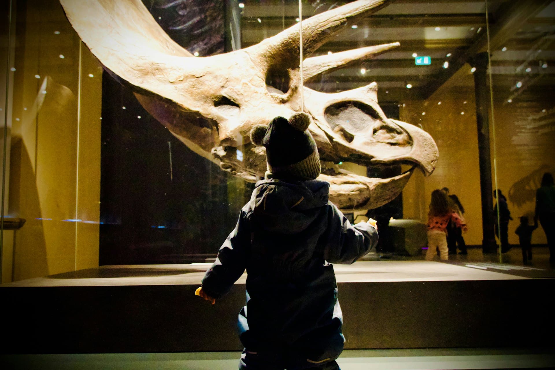 Child wearing a dark jacket looking up in wonder at a large dinosaur skull fossil displayed in a museum exhibit behind glass.