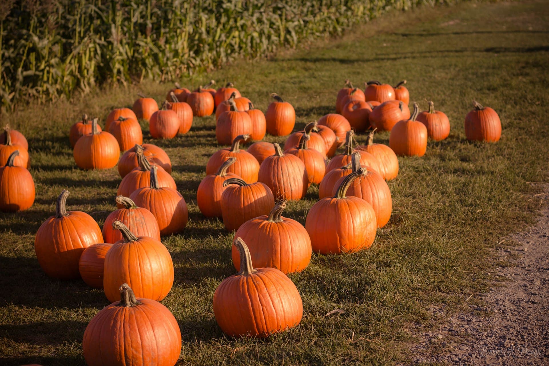 Sunny pumpkin patch with dozens of bright orange pumpkins scattered across a grassy field with willow trees in the background.
