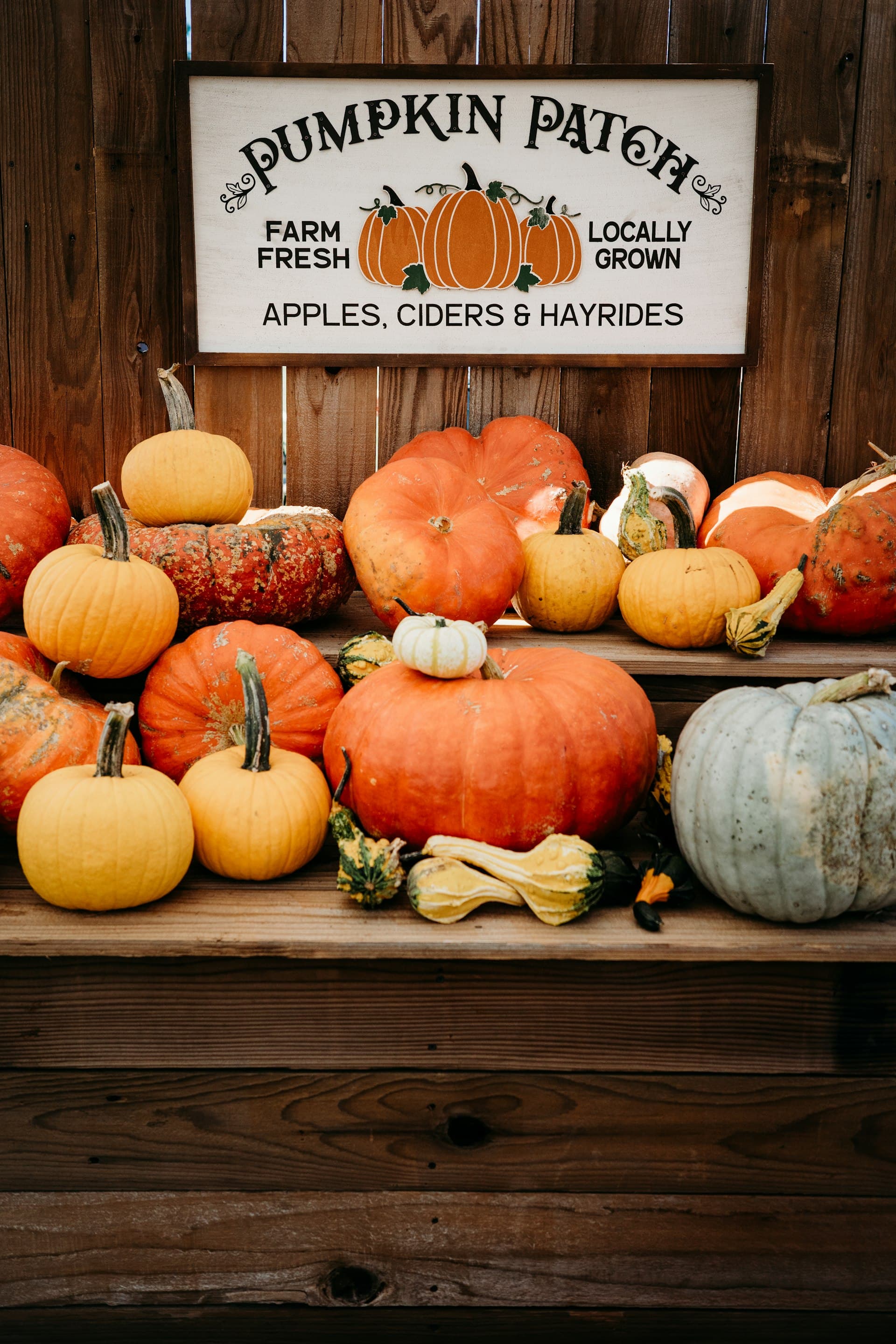 Rustic wooden farm stand display with orange and yellow pumpkins and gourds beneath a hand-painted sign reading 'Pumpkin Patch - Farm Fresh Locally Grown - Apples, Ciders & Hayrides'
