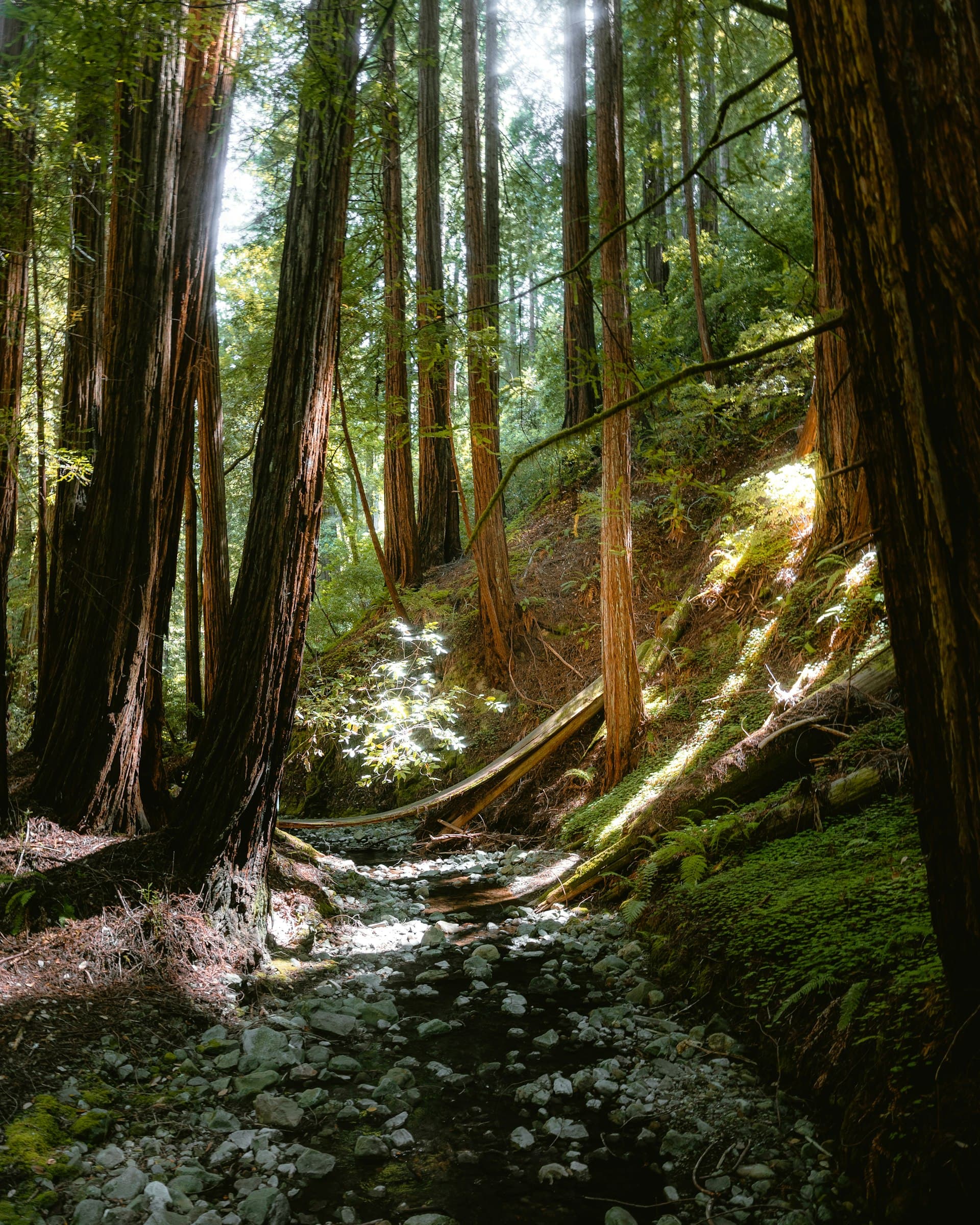 Towering redwood trees frame a rocky stream in a lush forest, with green moss and dappled sunlight creating a serene hiking scene.