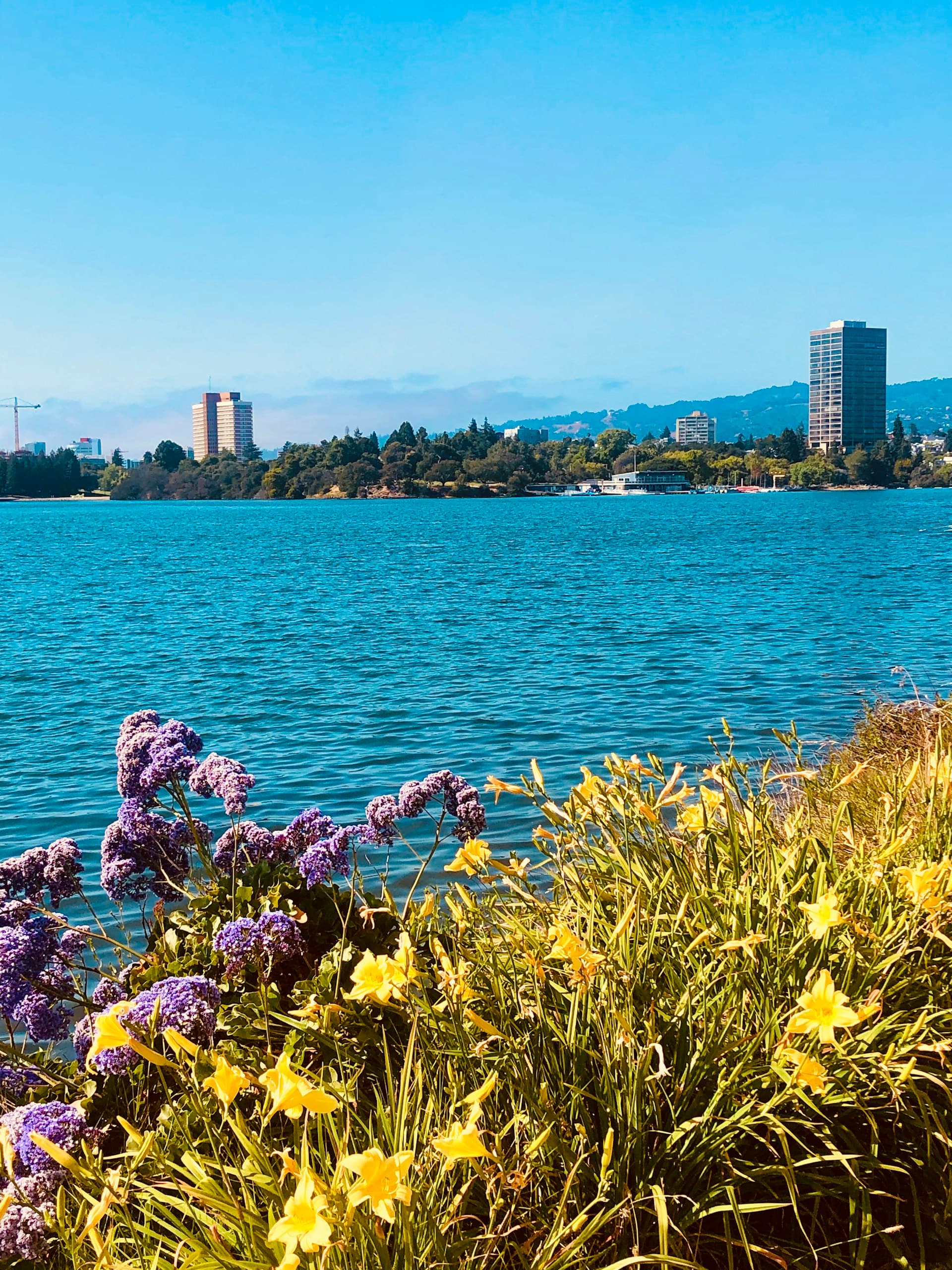 Purple and yellow wildflowers frame a turquoise bay with residential buildings and forested shoreline under clear blue sky.