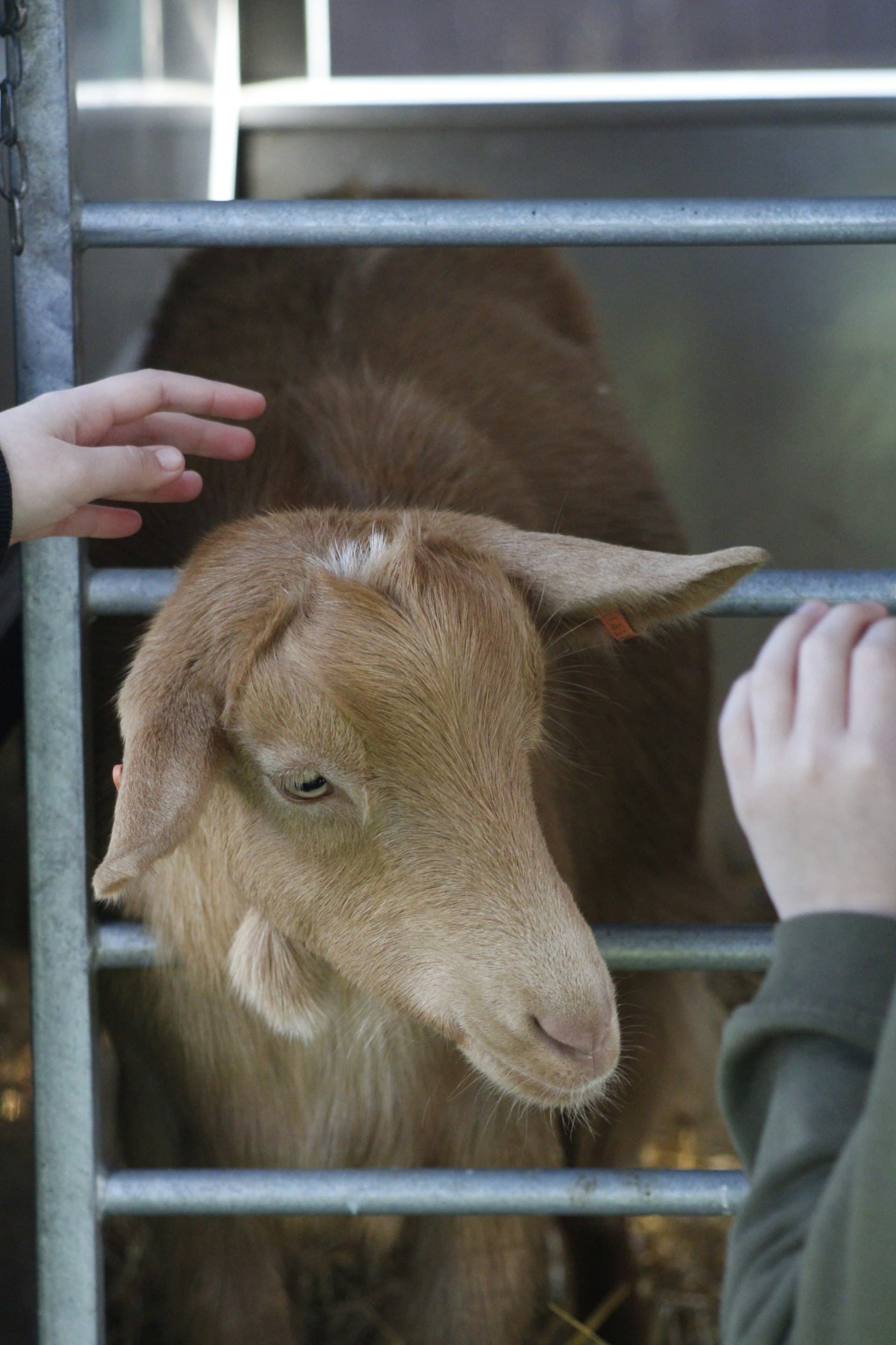 Child's hand reaching to pet a tan goat through a farm fence.