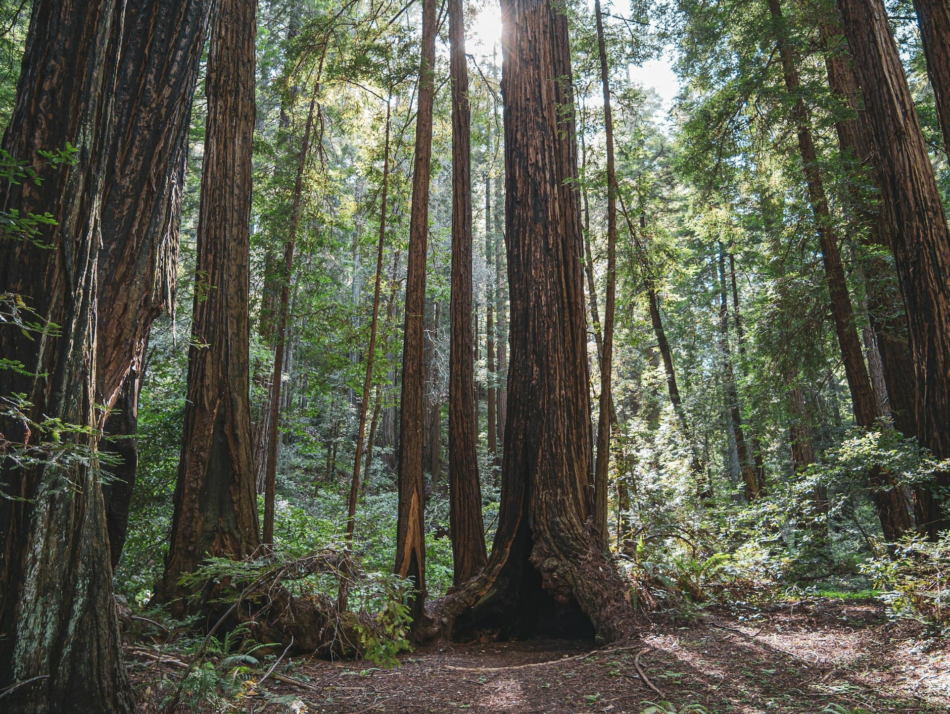 A family hiking through a towering redwood forest with sunlight streaming through the canopy overhead.