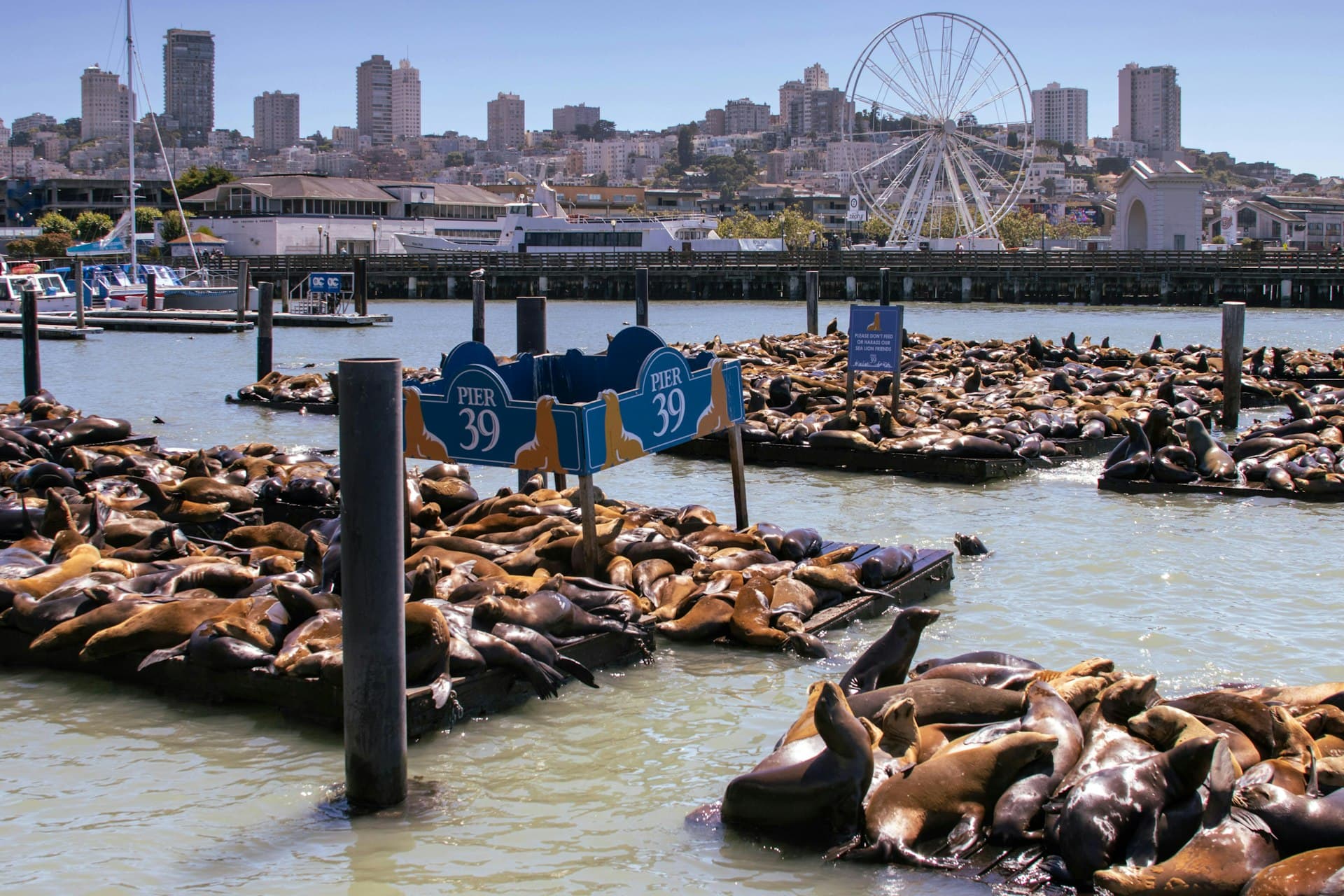 Sea lions gather on wooden docks at Pier 39 with San Francisco skyline and Ferris wheel in background