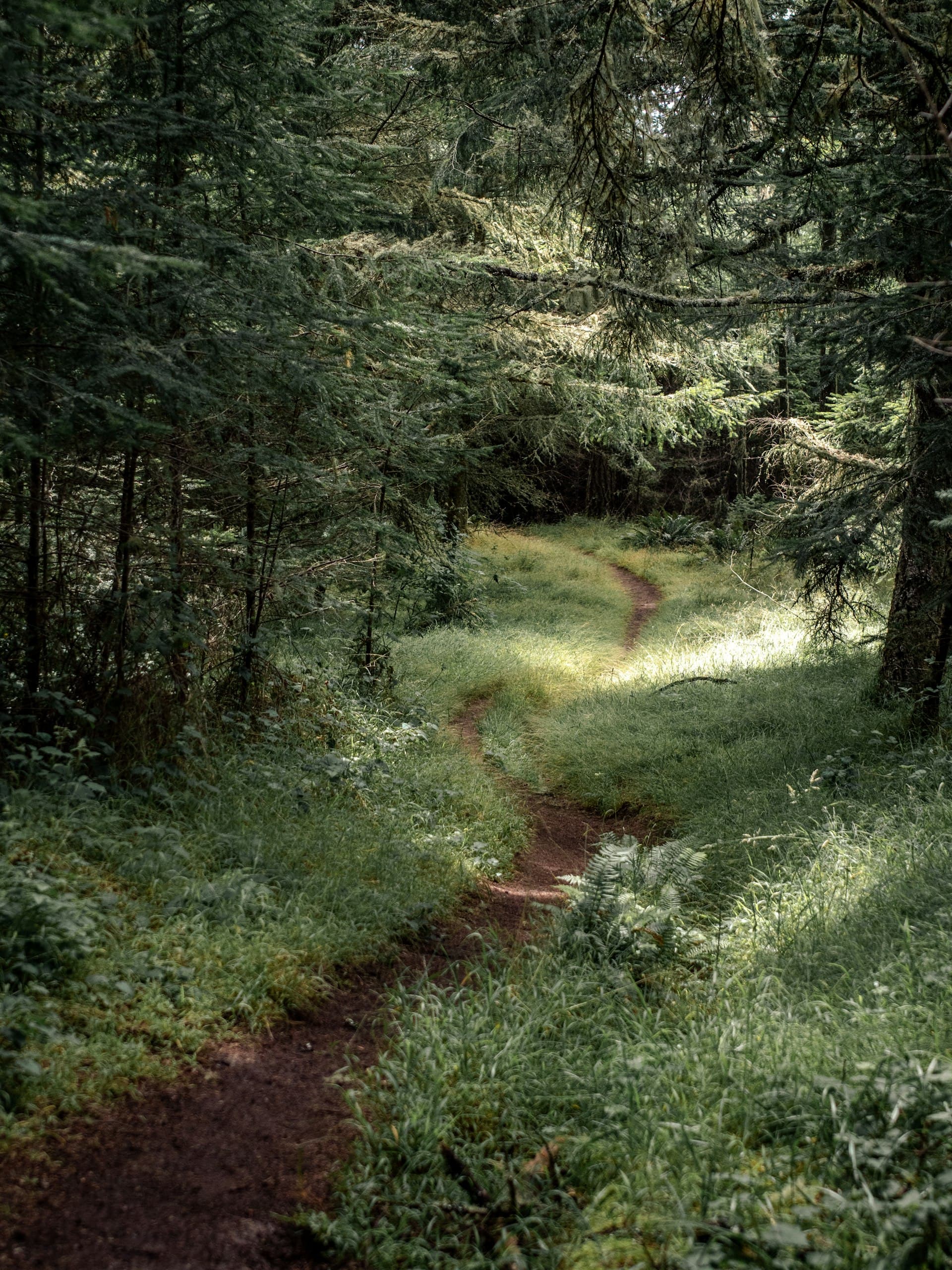 A narrow dirt trail winds through a dense evergreen forest with dappled sunlight illuminating the grassy path.