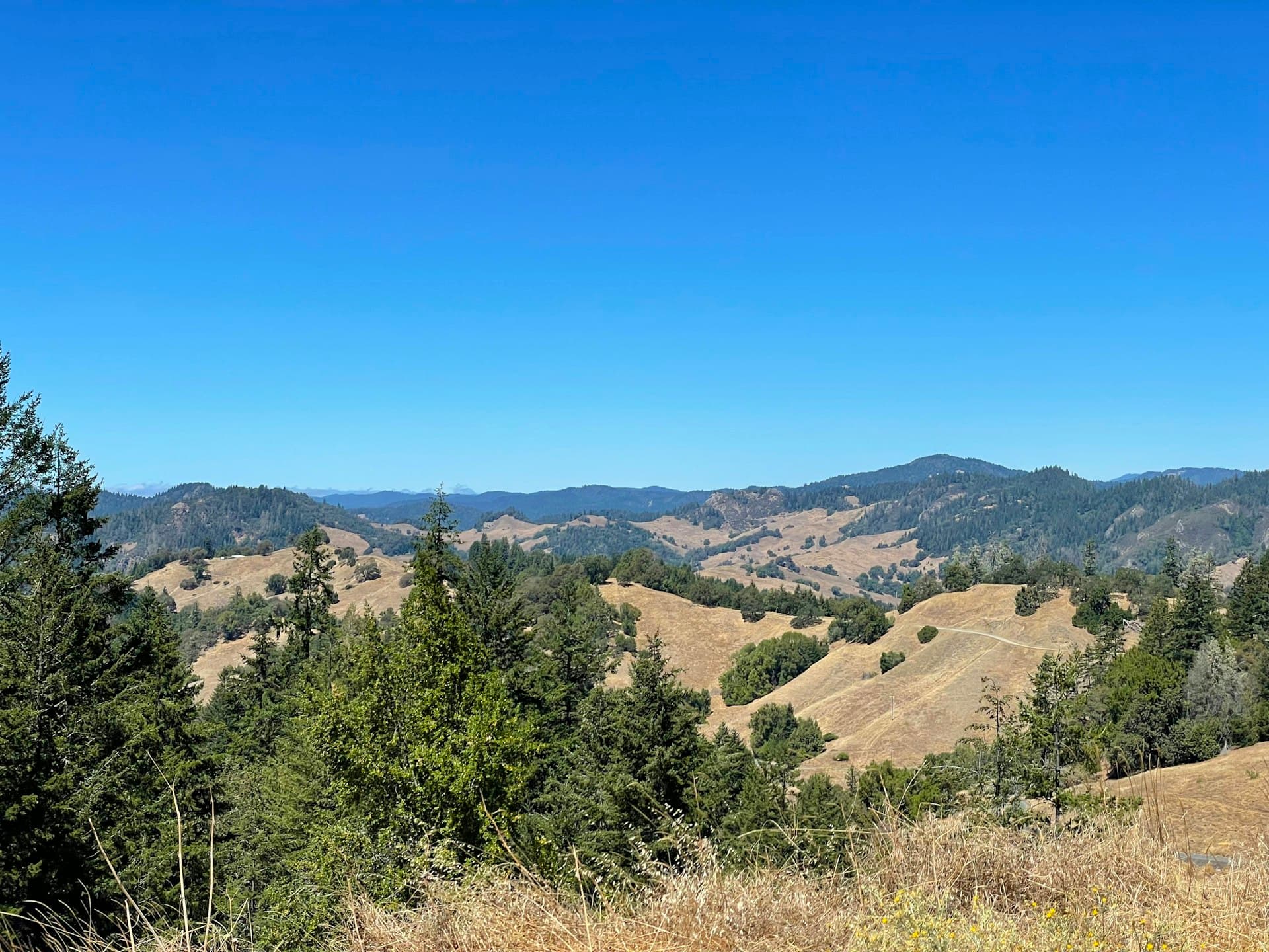 Panoramic view of rolling golden hills with scattered evergreen trees and distant mountains under a clear blue sky