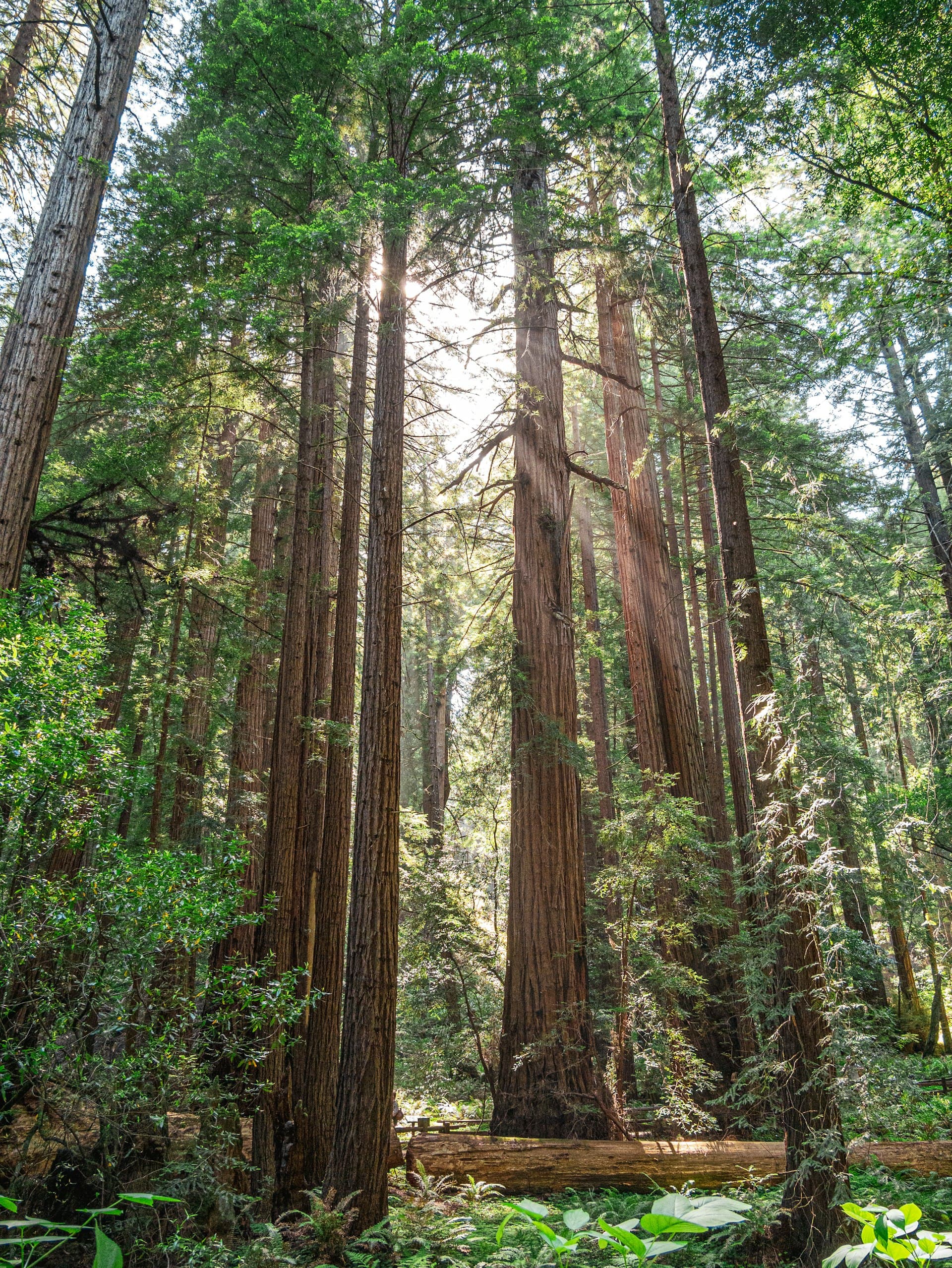 Towering old-growth redwood trees in a misty forest with shafts of sunlight filtering through the canopy above a forest path.