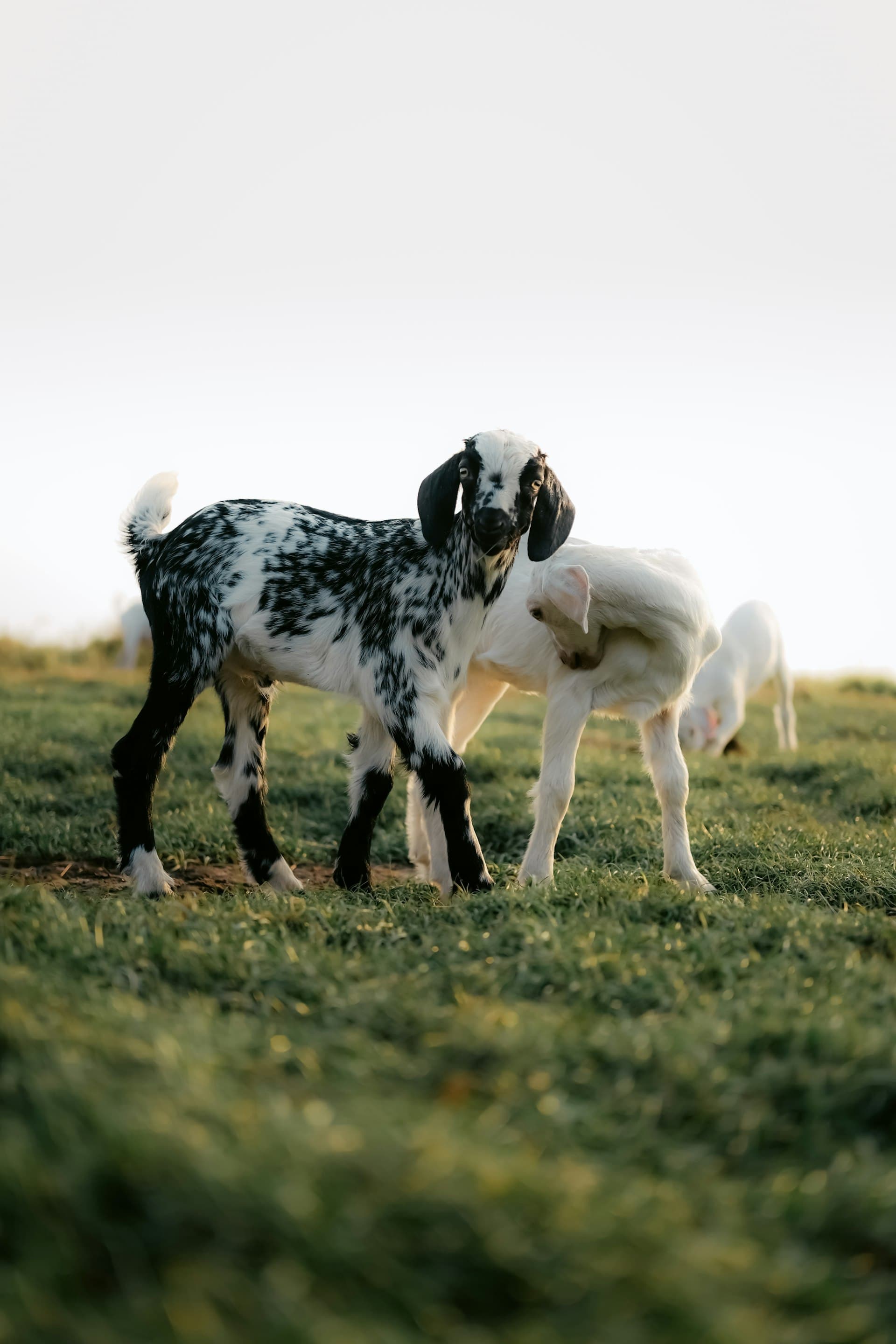 Black and white spotted goat standing in grassy meadow with white goats grazing in the background